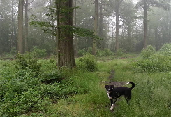 Un chien dans la forêt