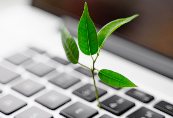 une plante sur un clavier