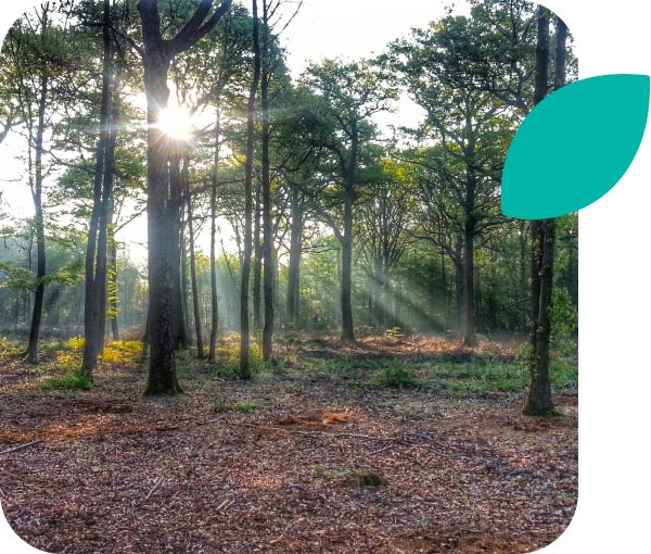 Photo montrant une forêt légèrement ensoleillée