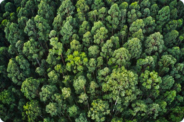 Photo montrant une forêt vue du ciel